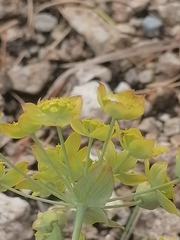 Bupleurum multinerve