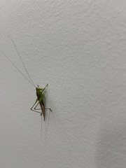 Conocephalus fasciatus
