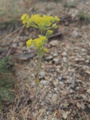 Bupleurum multinerve