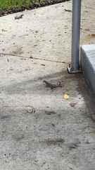 Leiocephalus carinatus