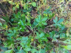 Potentilla simplex