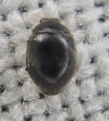 Stethorus pusillus