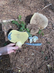 Caloboletus conifericola