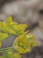 Bupleurum multinerve