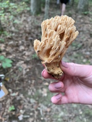 Ramaria