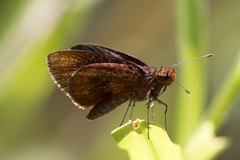 Miltomiges cinnamomea