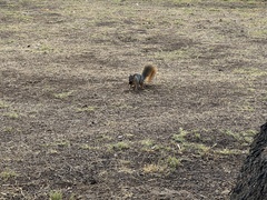 Sciurus niger