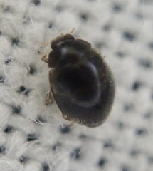 Stethorus pusillus