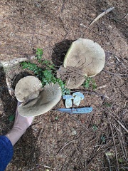Caloboletus conifericola