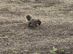 Sciurus niger