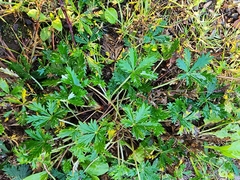 Potentilla simplex
