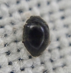 Stethorus pusillus