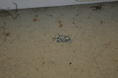 Bryolymnia viridata