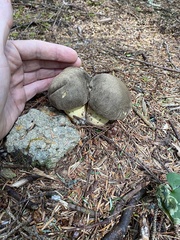 Caloboletus conifericola