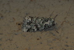 Bryolymnia viridata