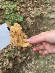 Ramaria