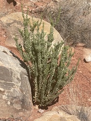 Mortonia utahensis