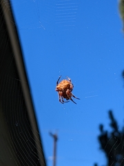 Araneus gemma