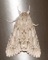 Acronicta americana