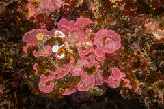 Mesophyllum expansum