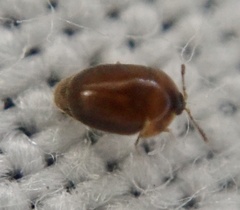 Sericoderus