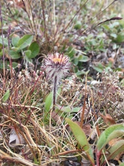 Erigeron eriocephalus