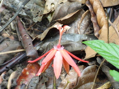 Passiflora glandulosa