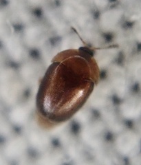 Sericoderus
