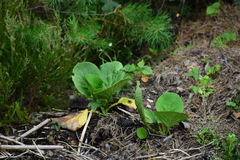 Bergenia