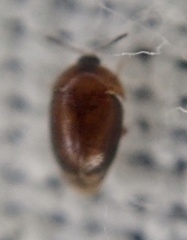 Sericoderus