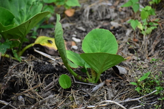Bergenia