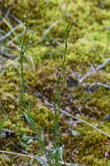 Eutrema edwardsii