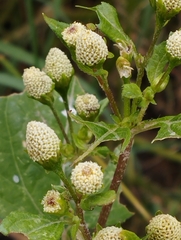 Acmella radicans