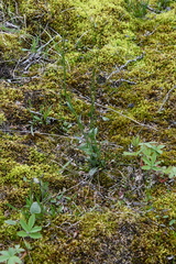 Eutrema edwardsii