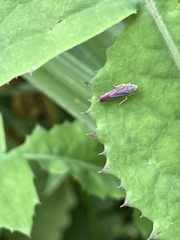 Graphocephala coccinea