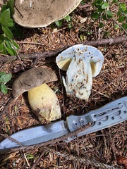 Caloboletus conifericola