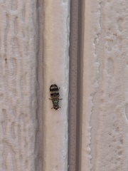 Chaetopsis fulvifrons