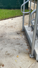 Leiocephalus carinatus