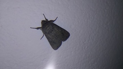 Lepidoptera