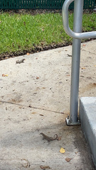 Leiocephalus carinatus