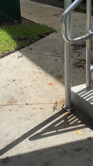 Leiocephalus carinatus