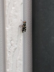 Chaetopsis fulvifrons
