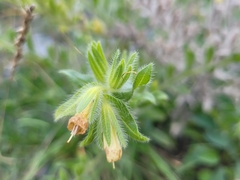 Onosma arenaria