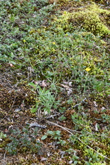 Ranunculus pedatifidus affinis