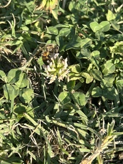 Apis mellifera