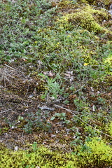 Ranunculus pedatifidus affinis