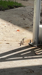 Leiocephalus carinatus