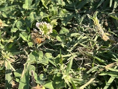 Apis mellifera