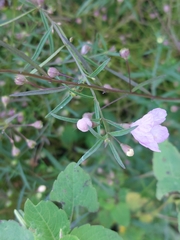 Agalinis tenuifolia