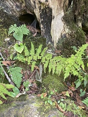 Dryopteris intermedia